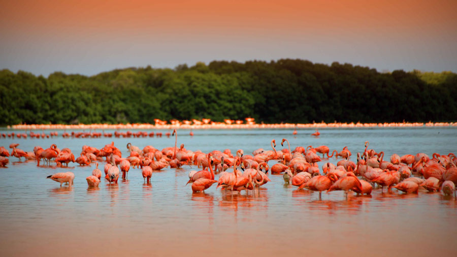 Flamencos rosas en la Reserva de Ría Lagartos