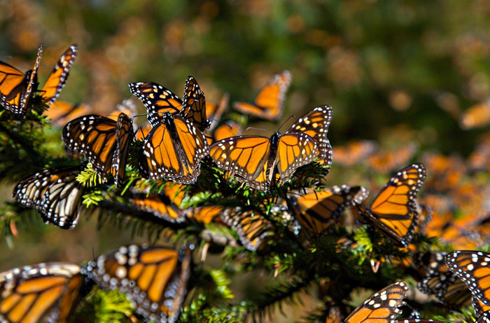 Santuarios de mariposa Monarca del Estado de México
