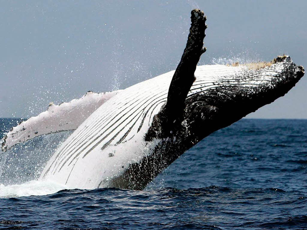 Avistamiento de ballenas