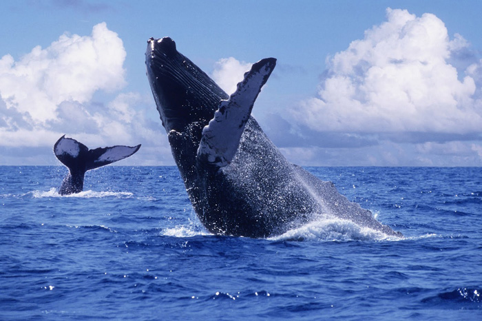 Avistamiento de ballenas en Ensenada