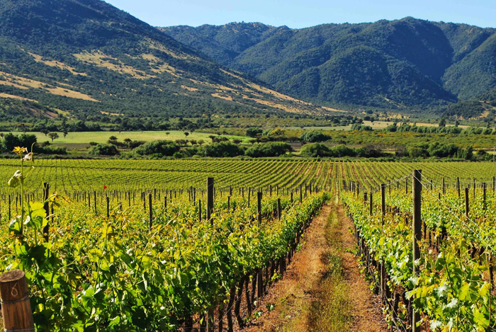 Viñedos en el Valle de Guadalupe