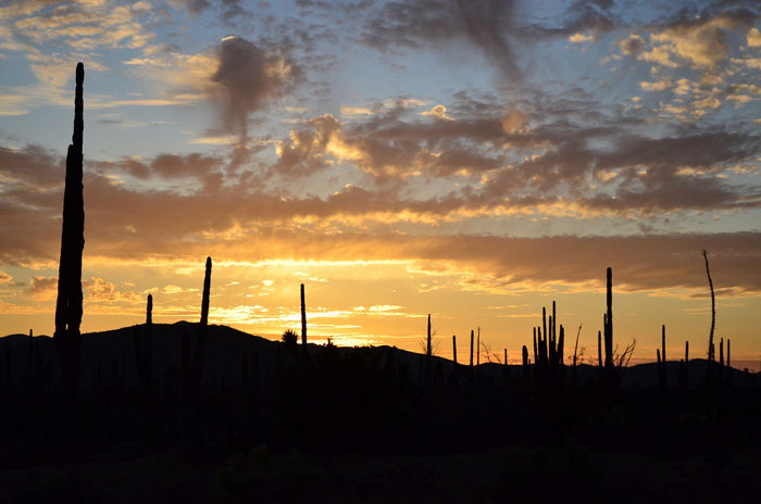 Valle de los Cirios 