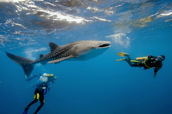 Buceo en la Riviera Maya