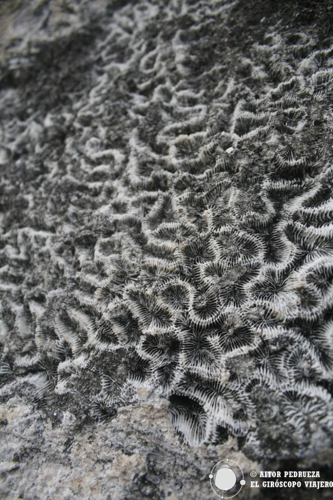 Coral utilizado en San Juan de Ulua
