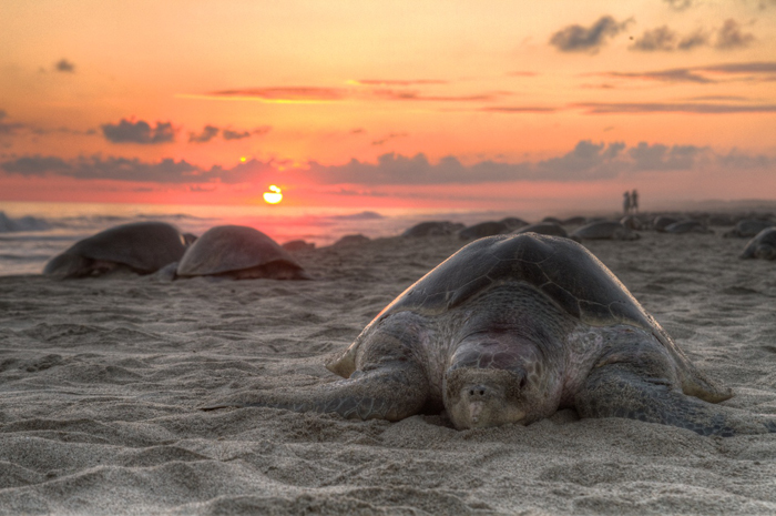 Campamento tortuguero en la playa de Mazunte