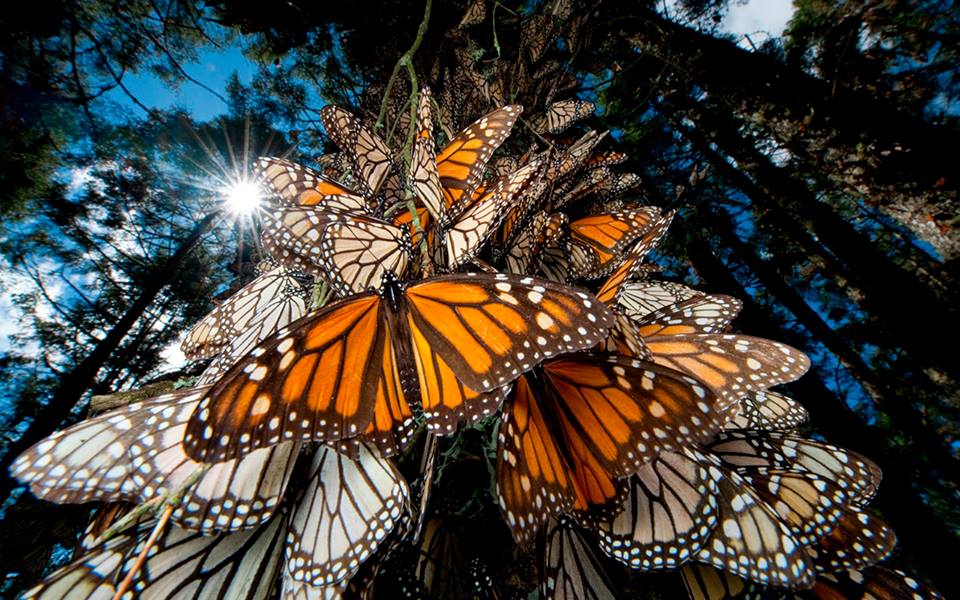 Comcentración de mariposas monarcas en el tronco de los árboles