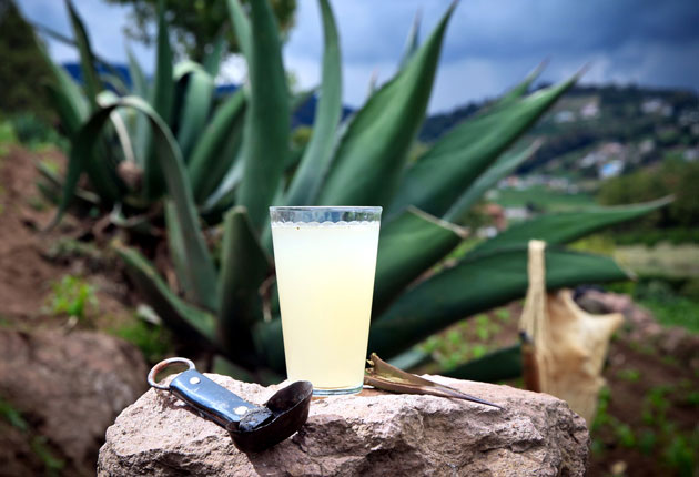 Pulque, "la bebida de los dioses"