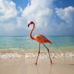 Avistamiento de Flamencos rosados en Holbox