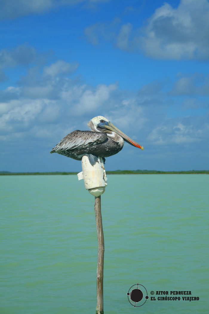 Fauna animal de la Reserva de la Biosfera de Sian Ka'an