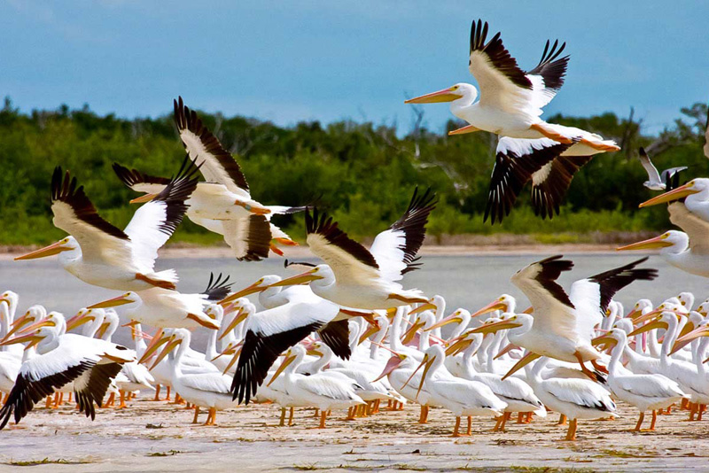 Isla Contoy es el lugar más importante de nidificación de aves marinas en todo el Caribe mexicano