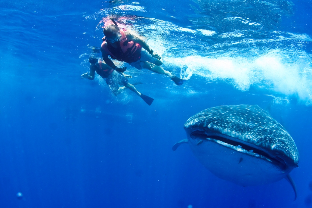 Nadar con el tiburón ballena