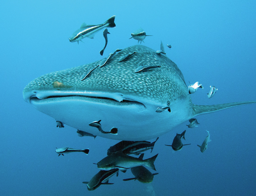 Tiburón Ballena