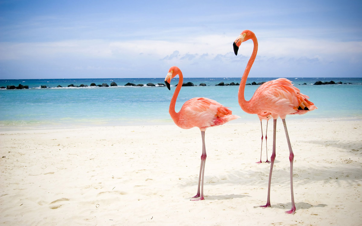 Flamencos Rosas en Celestún