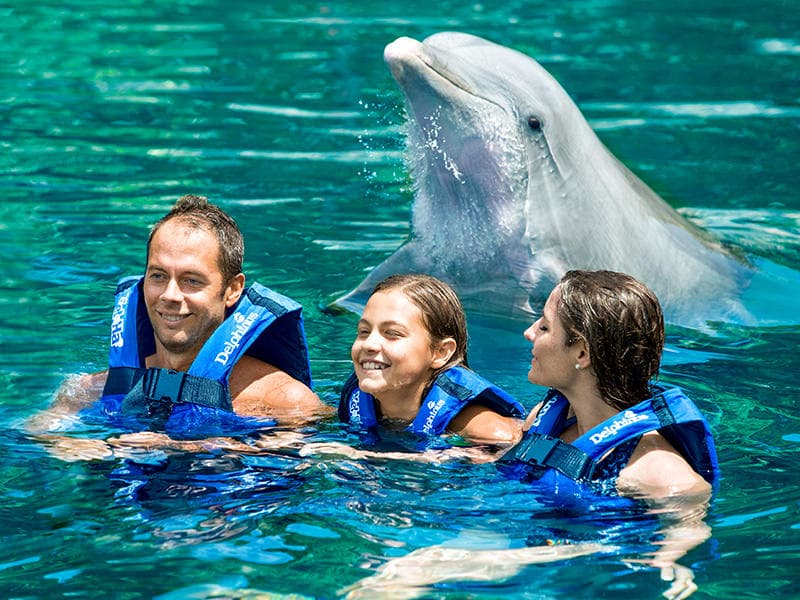 Actividad de delfines en el Parque Xel-Há