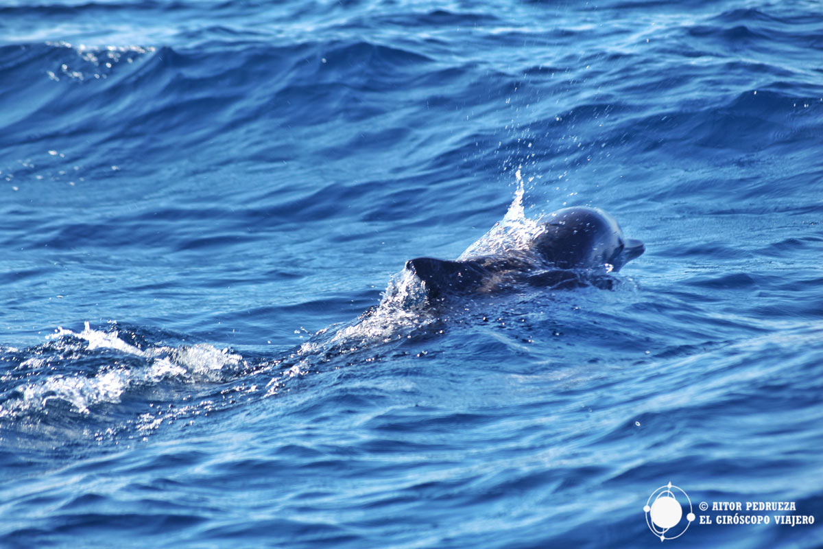 Delfín en las aguas de Puerto Escondido