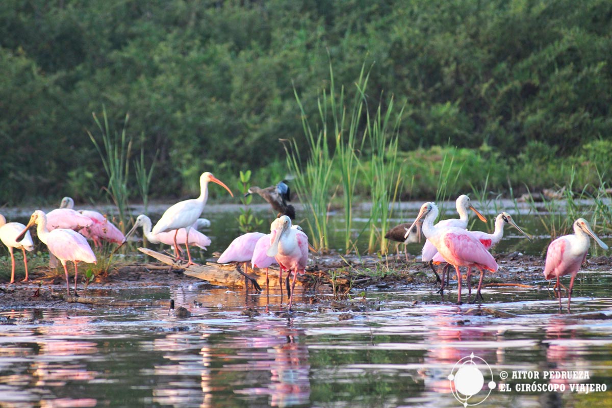 Aves en la laguna de Manialtepec