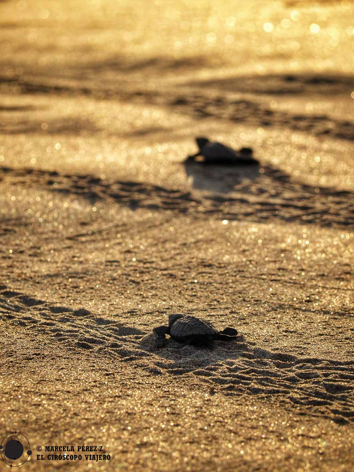 Liberación de tortugas en Playa Bacocho