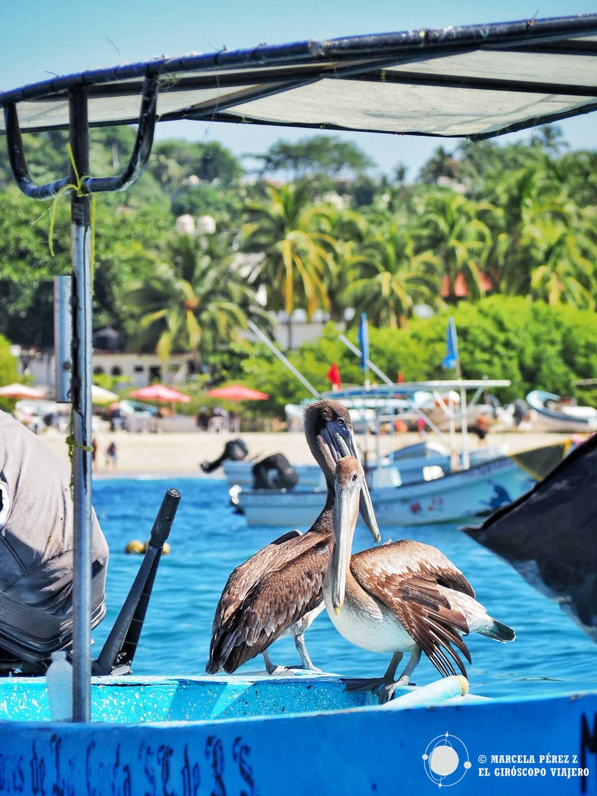 Pelícanos sobre una barca en Puerto Escondido