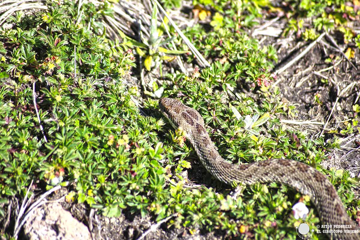 Serpiente de cascabel en el Popocatépetl 