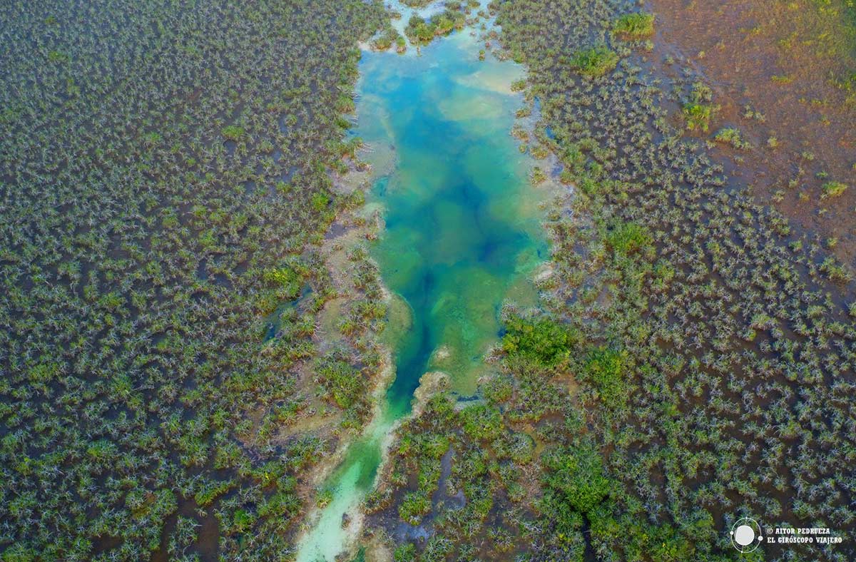 Estromatolitos en la Laguna de Bacalar