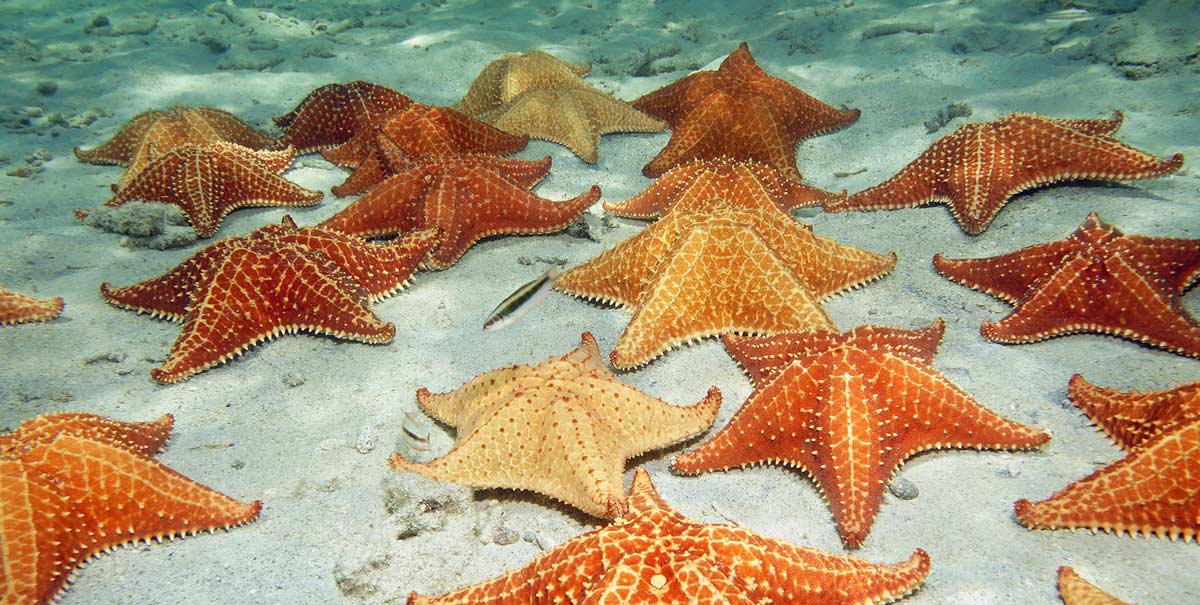 Estrellas de mar en el fondo de la Playa El Cielo