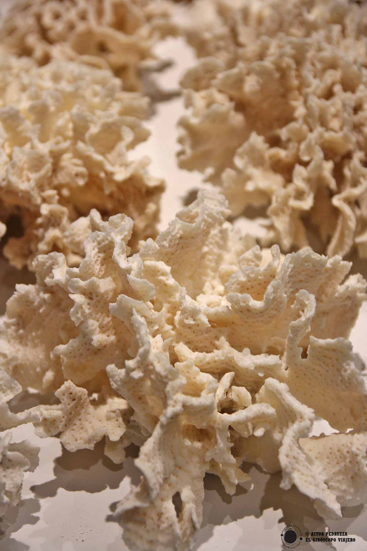 Coral de los arrecifes en el Museo de la isla de Cozumel
