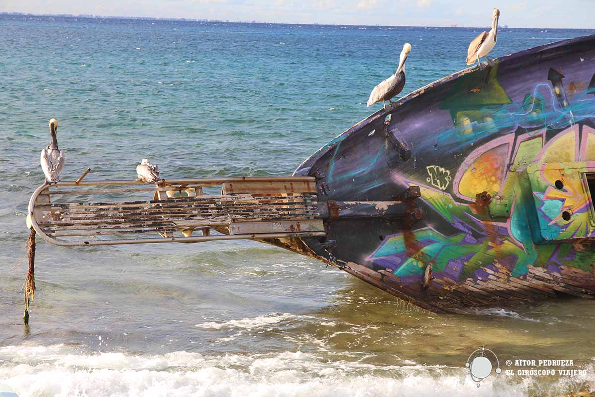 Los omnipresentes pelícanos sobre un barco abandonado en Cozumel